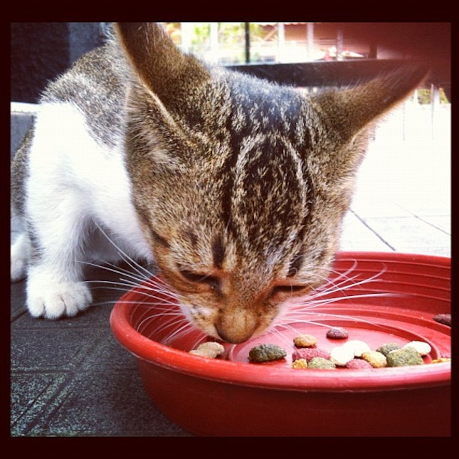 #cat #eating #food #catfood #brown #plate #bowl #meow #kitten #small