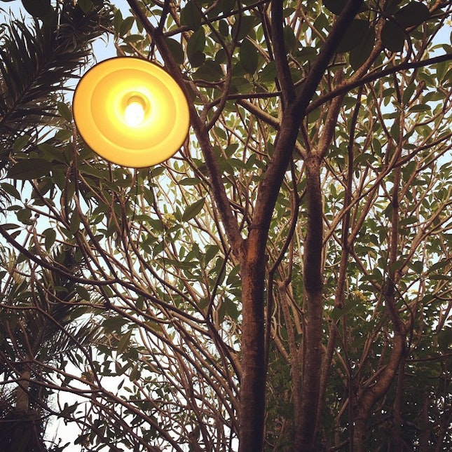 Lamp + Trees #nature #cafe
