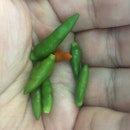 Pikinu - Small Green Chili