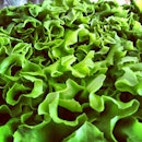 curly lettuce!