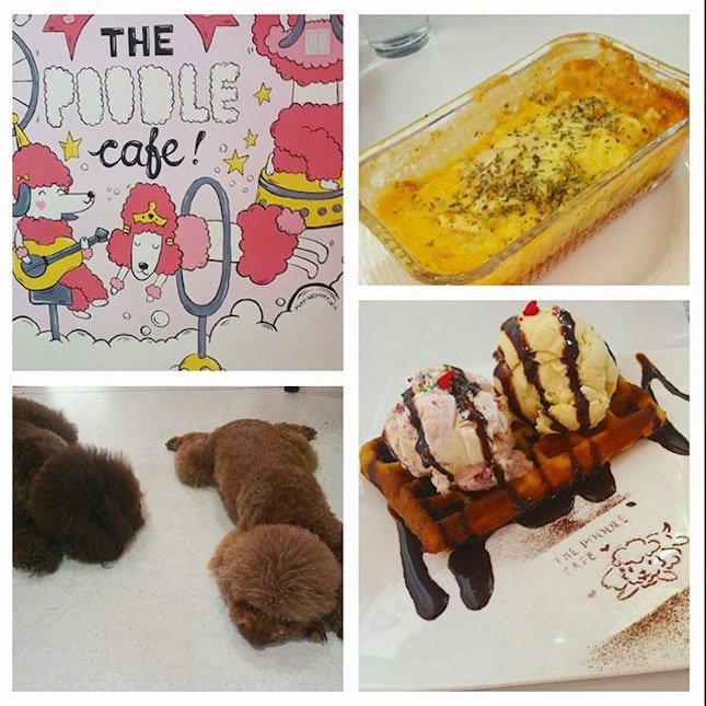 If you love both food and pets this #sgcafe will be the best combo.