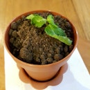Choco Pot Plant
