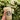 Nitro green tea latte ($8.7 for Venti)